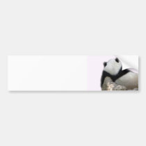 Adhésif pour pare-chocs de panda autocollants pour voiture