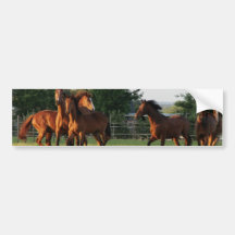 Adhésif pour pare-chocs de rassemblement de cheval autocollants pour voiture