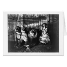 Adjie et les lions 1899 cartes de vœux