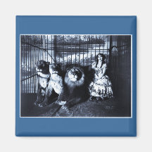 Adjie et les lions 1899 magnets pour réfrigérateur