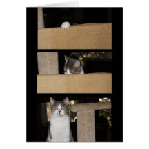 Admirateur drôle de chat cartes