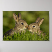 Affiche 1 de lapin