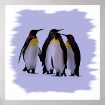 Affiche 24X24 de quatre pingouins "