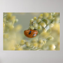 affiche 2 d'insecte de dame