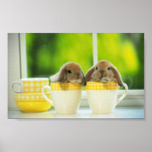 Affiche 5 de lapin
