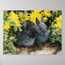 Affiche 6 de lapin