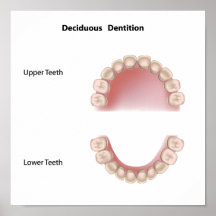 Affiche à feuilles caduques de dentition (dents de