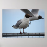 Affiche à tête noire de mouette au repos