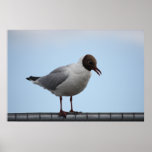 Affiche à tête noire de mouette