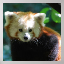 Affiche adorable de panda rouge