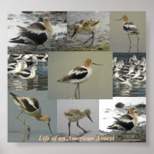 Affiche américaine d'avocette