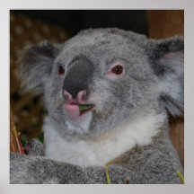Affiche amicale de koala