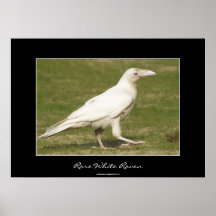 Affiche blanche rare de photo de faune de Raven