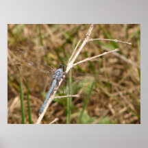 Affiche bleue 2 de mouche de dragon