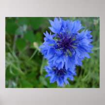 Affiche bleue de bleuet