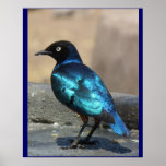 Affiche bleue d'oiseau