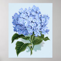 Affiche bleue vintage d'hortensia posters