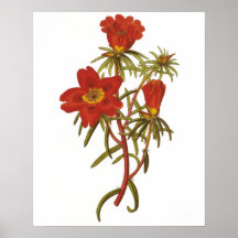 Affiche botanique vintage
