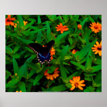 Affiche Butterfy bleu - Carolin du nord côtier…