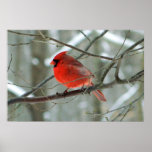 Affiche cardinale rouge d'hiver