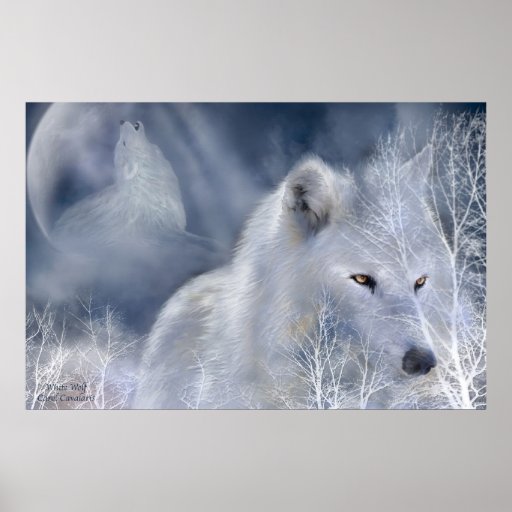 Affiche/copie d'art de loup blanc