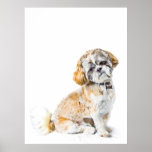 Affiche/copie de chien de Shih Tzu
