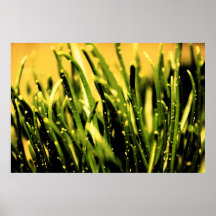Affiche/copie jaunes d'herbe