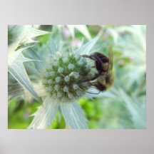 affiche d'abeille