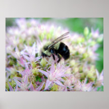 affiche d'abeille
