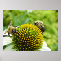 affiche d'abeilles