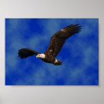 Affiche d'aigle chauve