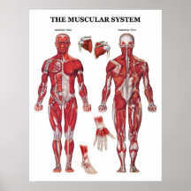 Affiche d'anatomie