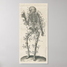 Affiche d'anatomie