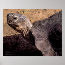 Affiche d'aquarelle de tortue