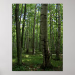 Affiche d'arbre de bouleau