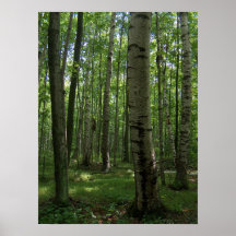 Affiche d'arbre de bouleau