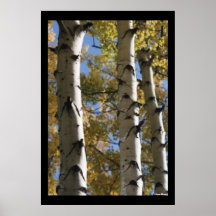 Affiche d'arbres de bouleau