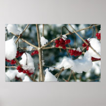 Affiche de baies d'hiver