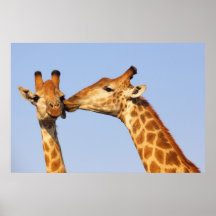 Affiche de baiser de girafe