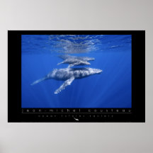 Affiche de baleines de bosse