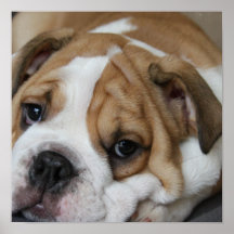 Affiche de bouledogue de sommeil