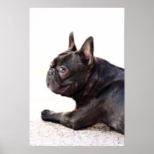 Affiche de bouledogue français