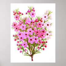 Affiche de bouquet de Waxflower d'Australien