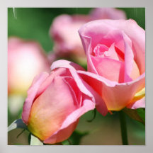 Affiche de bourgeon de rose de rose