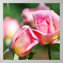 Affiche de bourgeon de rose de rose