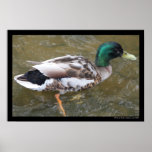 Affiche de canard de Mallard
