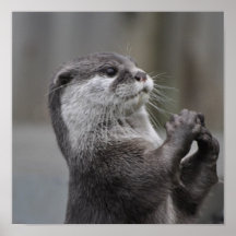 Affiche de cerveau de loutre