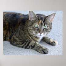 Affiche de chat
