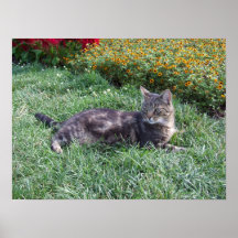 Affiche de chat