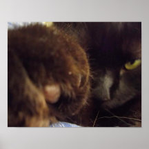 Affiche de chat de la patte de Francis